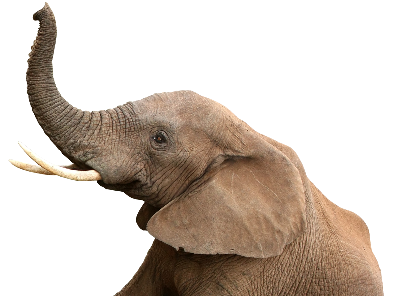 elephant (they never forget) | © Can Stock Photo / fouroaks