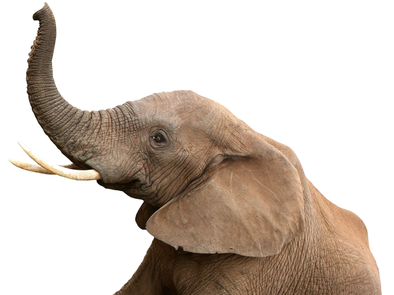 elephant (they never forget) | © Can Stock Photo / fouroaks